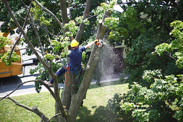 How Our Tree Care Process Works  in  Delphos, OH